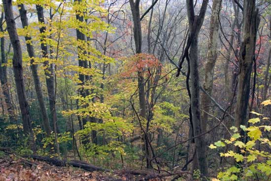 大煙山國家公園 (Great Smoky Mountains National Park) Newfound Gap Road