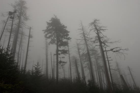 大煙山國家公園 (Great Smoky Mountains National Park) Clingmans Dome